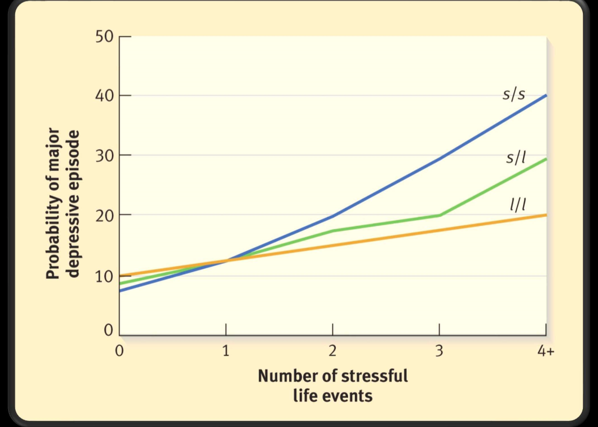 <ul><li><p>serotonin transporter gene = 5HTTLPR</p><ul><li><p>short (s) allele = associated w increased risk of depression</p></li><li><p>long (l) allele not associated</p></li><li><p>homozygous for short allele at greatest risk for depression, especially if experience high stress event</p></li></ul></li><li><p>twin studies: 30% increase with severity</p><ul><li><p>1/3 of risk is attributed to genetics</p></li></ul></li></ul>