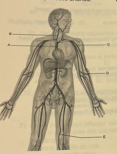 <p>The vessel indicated by letter “A” is the</p>
