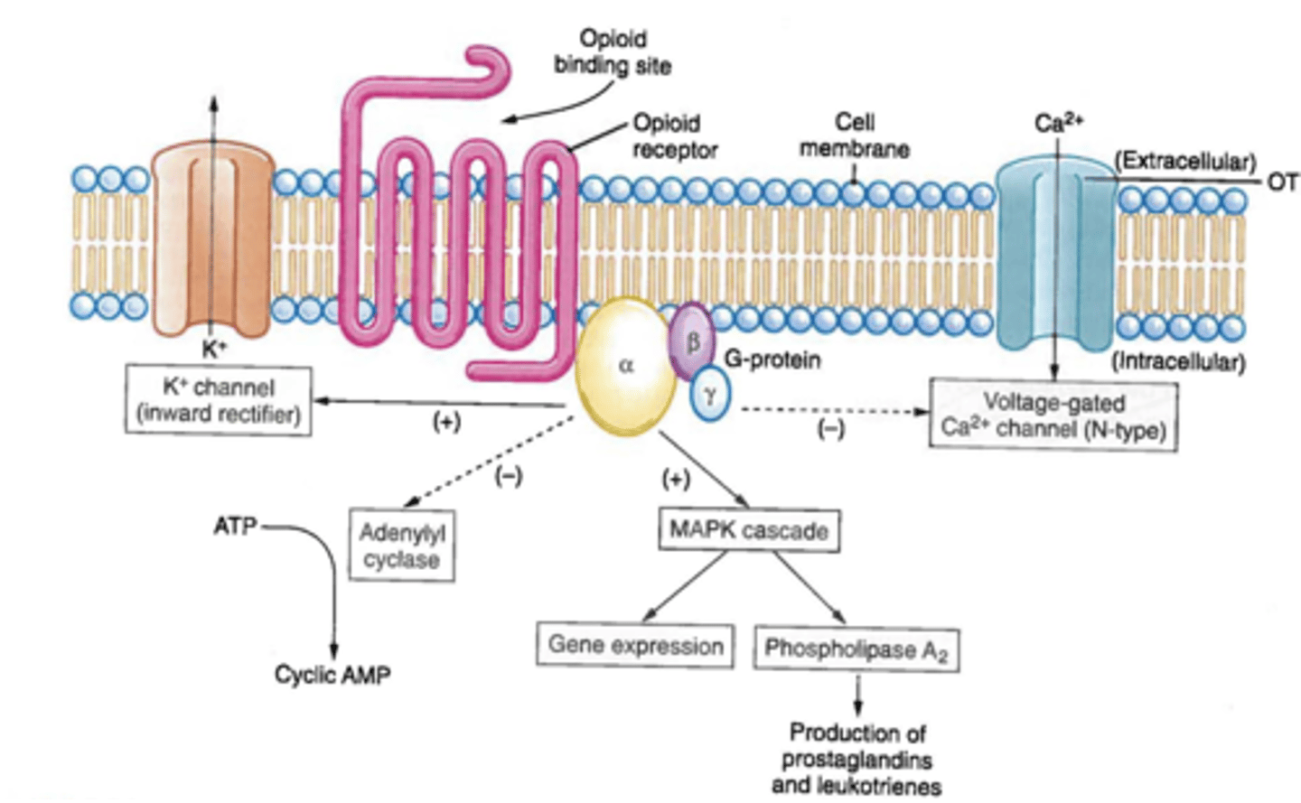 <p>1. binding of opioid agonist with receptor - either endogenous or exogenous <br>2. activation of the G-protein <br>(3 distinct subunits)<br>3. produces inhibitory effects: (alpha) inhibits adenyl cyclase --&gt; cAMP --&gt; relaxes smooth muscle. Causes decreased conductance of Ca++ channels &amp; opened K+ channels and Results in decreased neuronal excitation and inhibition of neurotransmitter/neuropeptide release; (alpha, beta &amp; gamma) --&gt; decreased Ca influx --&gt; decreased neuronal excitation; (beta and gamma) --&gt; increased K efflux --&gt; hyperpolarization <br>4. results in membrane hyperpolarization and reduction of neuron excitability</p>