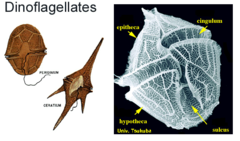 alveolata subgroup made up of photosynthetic algae (plant-like protists) that glow in the dark and cause red tides