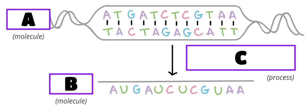 <p>What is molecule A?</p>