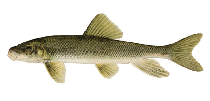 <p>Catostomus commersoni</p>