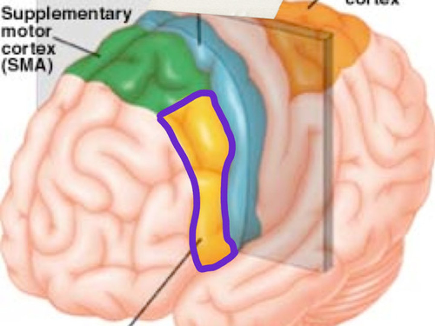 <p>- Located in both hemispheres in the precentral gyrus of the frontal lobe right before the central sulcus</p><p>- controls basic motor actions</p><p>- holds the homunculus</p>