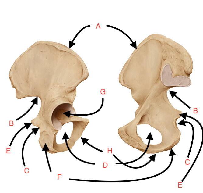 <p>What is E?</p>