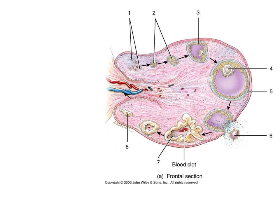 <p>What secretes progesterone? </p>