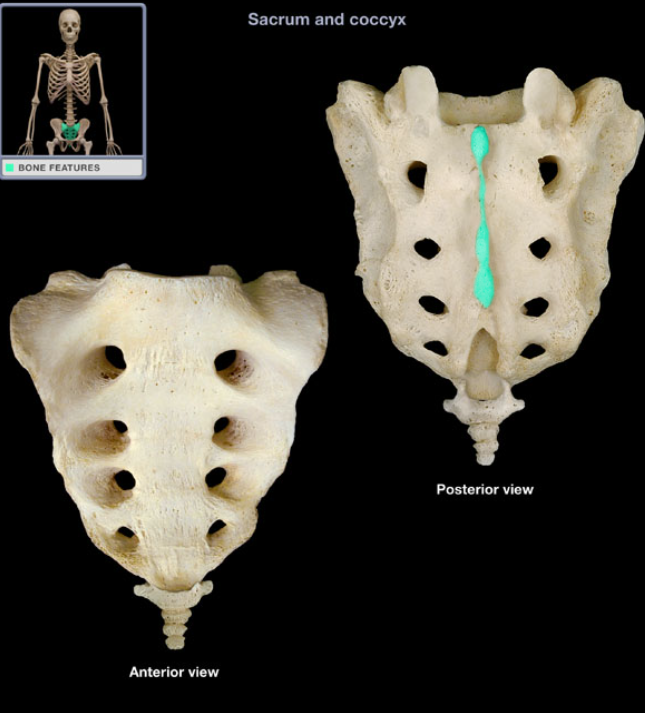 <p></p><ul><li><p>Location: Sacrum, Along dorsal midline</p></li></ul><ul><li><p>Description: Prominent, interrupted longitudinal ridges, Formed by three or four spinous tubercles, Represent fused spinous processes of S1-3(4) vertebrae</p></li></ul><ul><li><p>Function: Attachment for aponeurosis of erector spinae muscles</p></li></ul><p></p>
