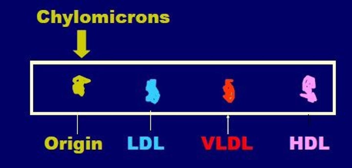 <p>see all 4 lipoproteins</p>