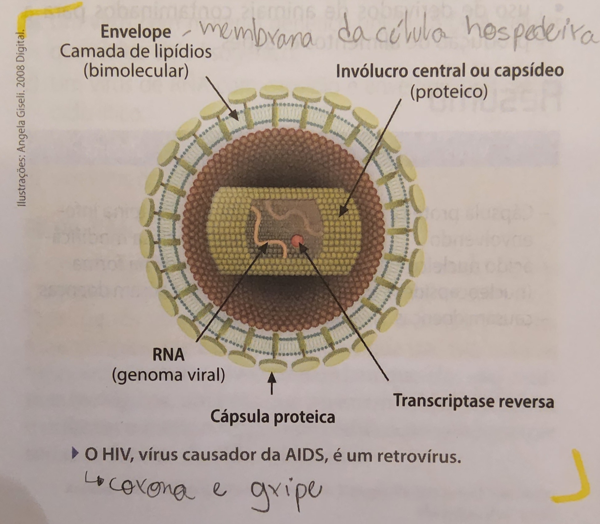 * RNA → transcriptase reversa(retrotranscrição) → DNA
* os antirretrovirais **inibem a reprodução**
  * teste anti-aids procura **anticorpos**
    * vacinação