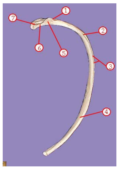 <p><span>Name structure 1</span></p>