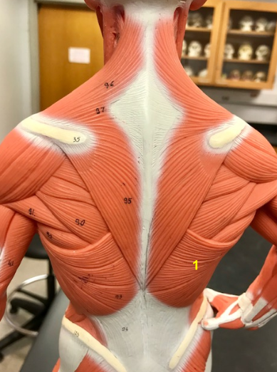 <p>What is the muscle indicated by the yellow 1? Function?</p>