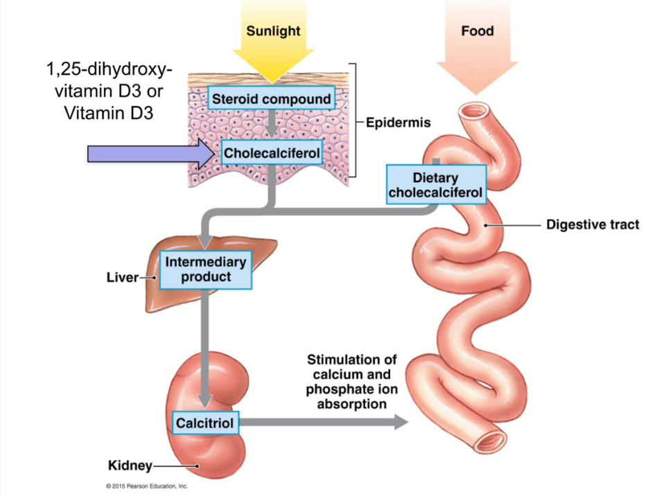 <ol><li><p>Protection</p></li></ol><ul><li><p>physical barrier</p></li><li><p>immune functions: keep pathogens out</p></li><li><p>protects from UV damage: melanocytes</p></li></ul><p></p><ol start="2"><li><p>Body Temperature Regulation</p></li></ol><ul><li><p>regulation of conductive/convective heat loss</p><ul><li><p>conductive: transfer of heat from one solid to another</p></li><li><p>convective: transfer of heat from liquid to gas (air)</p></li><li><p>blood vessels to skin constrict/dilate to regulate blood flow to skin</p></li><li><p>skin blood flow regulated primarily by neural mechanisms</p></li></ul></li></ul><ul><li><p>more blood to skin = more heat transfer</p></li><li><p>less blood to skin = heat conservation</p></li></ul><p></p><ul><li><p>regulation of evaporative heat loss </p><ul><li><p>neural regulation of activity of sweat glands </p></li></ul></li></ul><p></p><ol start="3"><li><p>Vitamin D<sub>3</sub> Synthesis</p></li></ol><ul><li><p>sunlight converts cholesterol in epidermis/diet → <strong>cholecalciferol (inactive D3)</strong></p></li><li><p>sent to liver for modification </p></li><li><p>sent to kidney to form → <strong>calcitriol (active D3)</strong></p></li><li><p>calcitriol stimulates Ca<sup> 2+</sup> and PO<sub>4</sub><sup>3-</sup> absorption from digestive tract (increase # transport proteins) </p></li></ul><p></p>