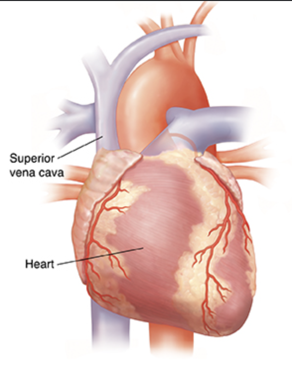<p>superior vena cava</p>