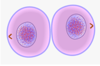<p><strong>The image below shows which phase of cell division?</strong></p>