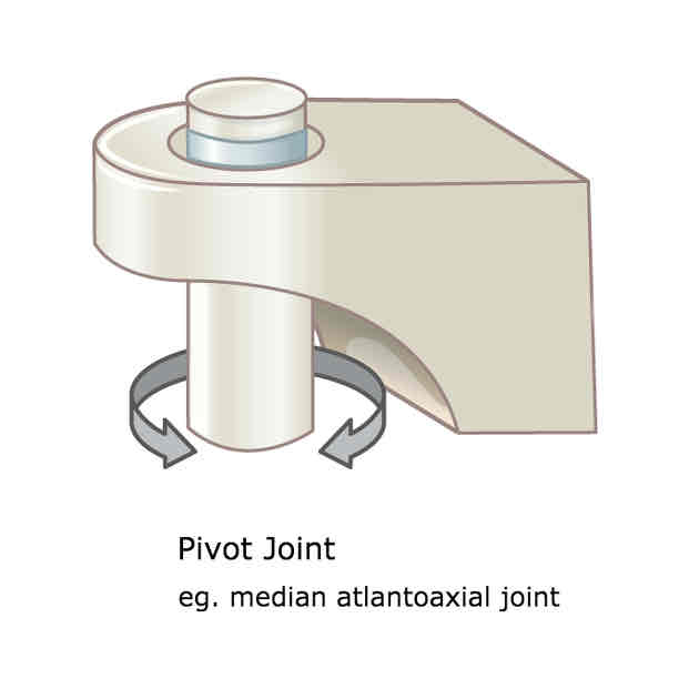 <p>Between C1 and C2 vertebrae </p><p>Allows rotation on a single axis</p>