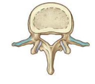 <p>lumbar </p>