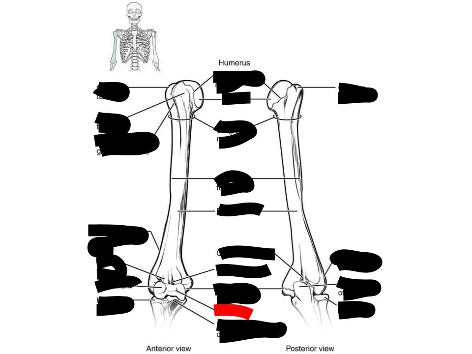 <p>humerus</p>