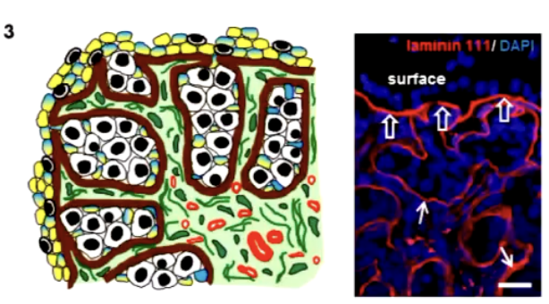 <p><span>undergo mitosis</span> and become surrounded by <span>somatic cells</span>, forming <span>germ cell nests</span>.</p>