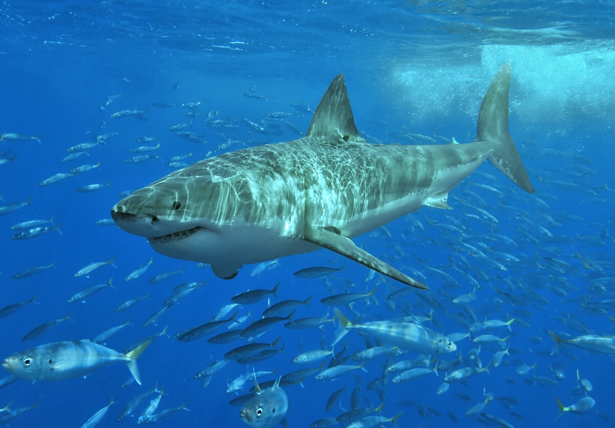 mackerel shark