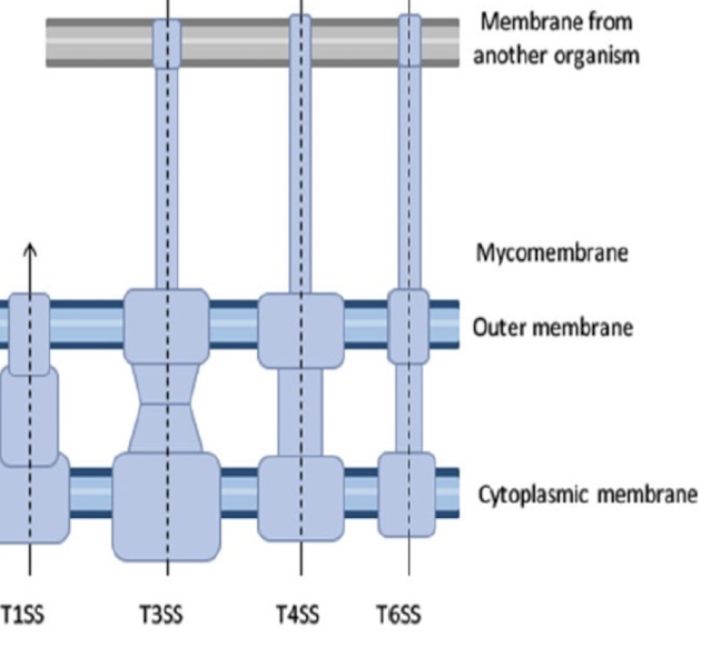 <p><strong>Type I, III, IV, and VI.</strong><br>These systems form continuous channels across both membranes, bypassing the periplasm.</p>