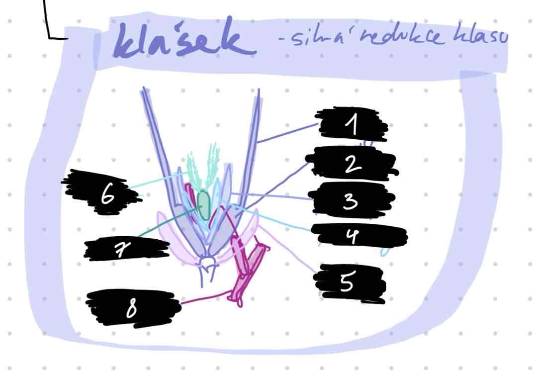 <p>části klásku</p>