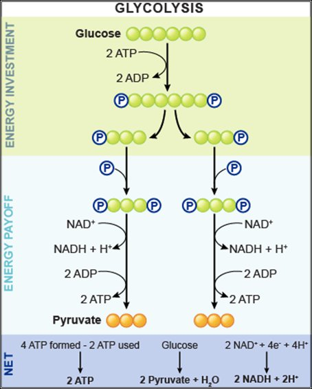 <ul><li><p>NADH (2)</p></li><li><p>ATP (4)</p></li><li><p>Pyruvate (2)</p></li></ul><p></p>