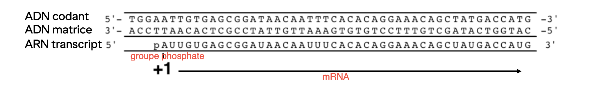 <p>La séquence transcript est identique au codant à l’exception de T→ U </p><p>Le site +1 est le point du début de la transcription</p>