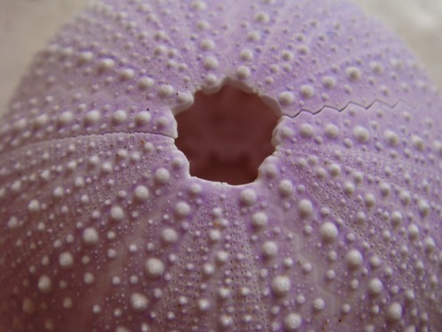 <p>Organism that has radial symetry , a spiny outside and tube feet; Ex: starfish</p>