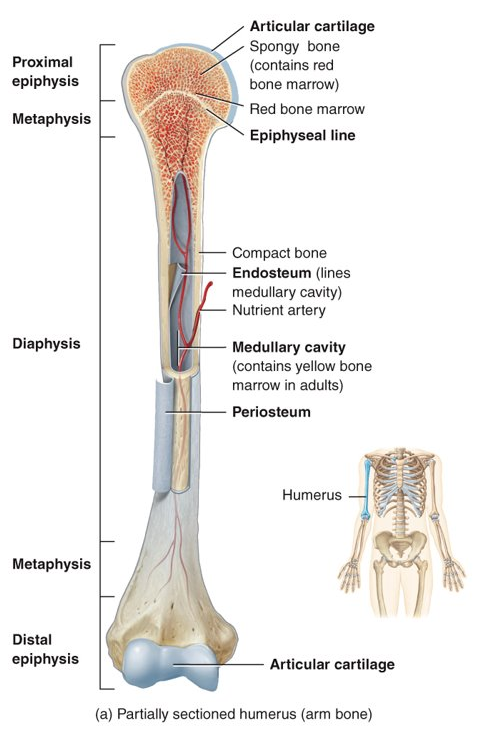 <p>diaphysis (shaft), 2 epiphyses (ends of bone), 2 metaphysis (between diaphysis and epiphysis), articular cartilage (on epiphyses), periosteum (connective tissue on diaphysis), medullary cavity (in diaphysis), and endosteum (membrane on medullary cavity)</p>