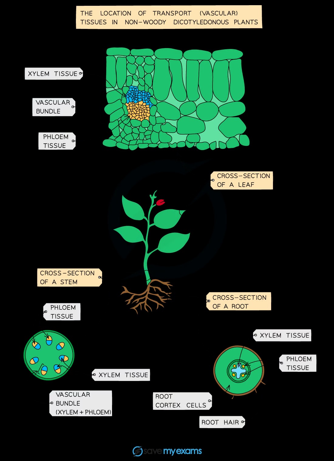 <p>Xylem and phloem are found in the roots, stems, and leaves</p>
