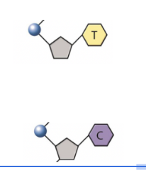 <ul><li><p><strong>Thymine (T)</strong>&nbsp;and&nbsp;<strong>Cytosine (C)</strong>&nbsp;are&nbsp;<strong>pyrimidines</strong>.</p></li><li><p>They have a&nbsp;<strong>single-ring</strong>&nbsp;structure.</p></li></ul><p></p>