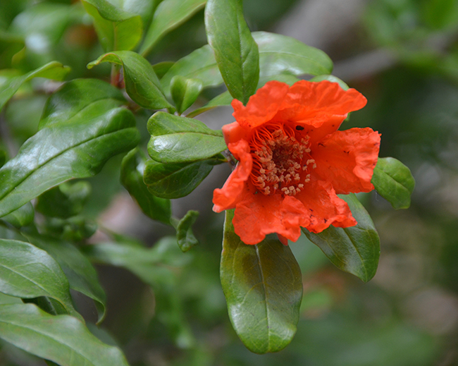 <p><span><span>pomegranate</span></span></p>