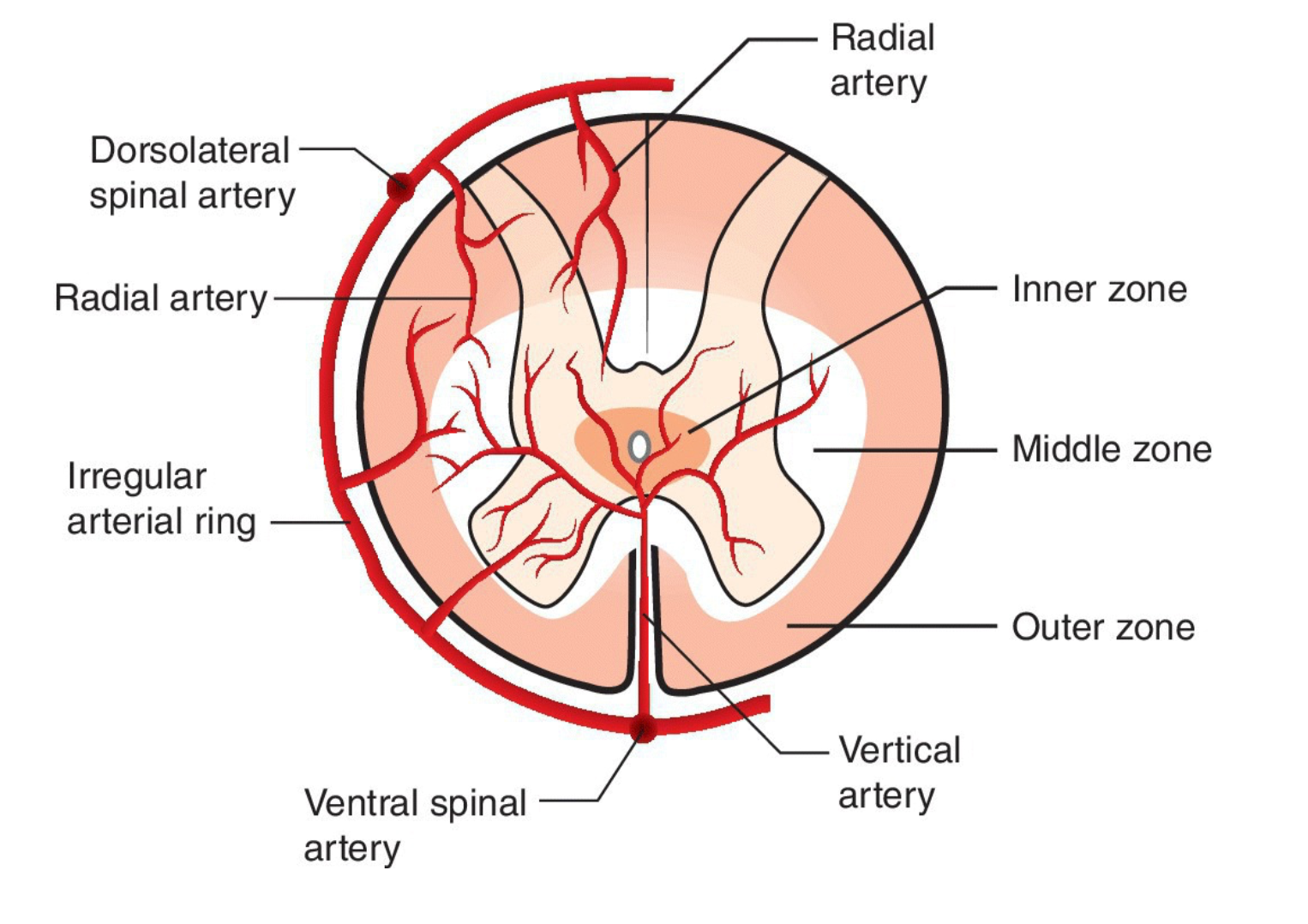 <p><strong>1) Inner zone -</strong> supplied by VERTICAL arteries only</p><ul><li><p>Makes sense… inner zone should only have gray matter</p></li></ul><p></p><p><strong>2) Middle zone - </strong>supplied by BOTH vertical and radial arteries </p><p></p><p><strong>3) Outer zone -</strong> supplied by RADIAL arteries only</p><ul><li><p>Again, makes sense </p></li></ul><p></p>
