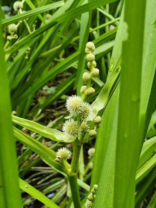 <p>Distinctive bur-like seeds, teardrop achenes, globose to cylindrical shaped infructesences</p>