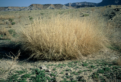 Alkali Sacaton