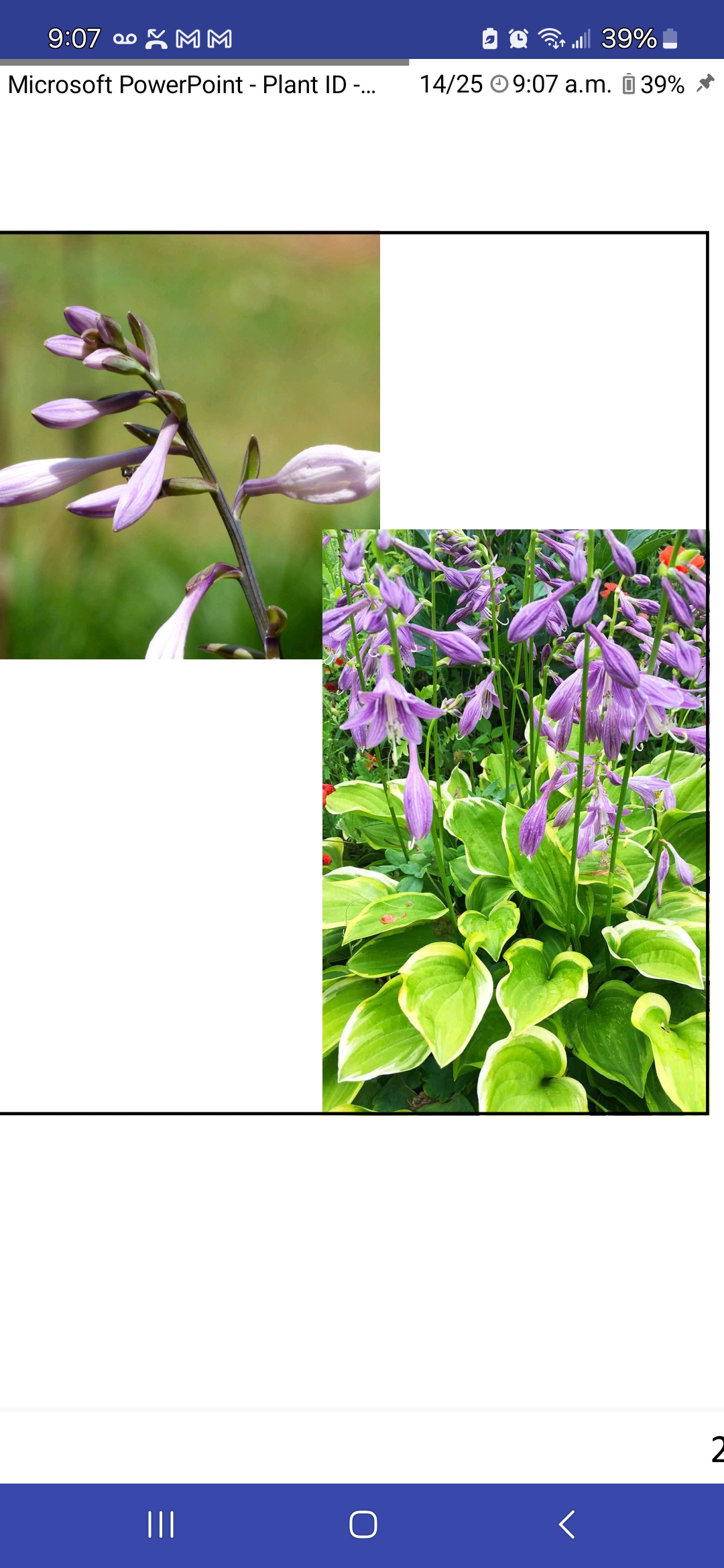 <p>Hosta</p>