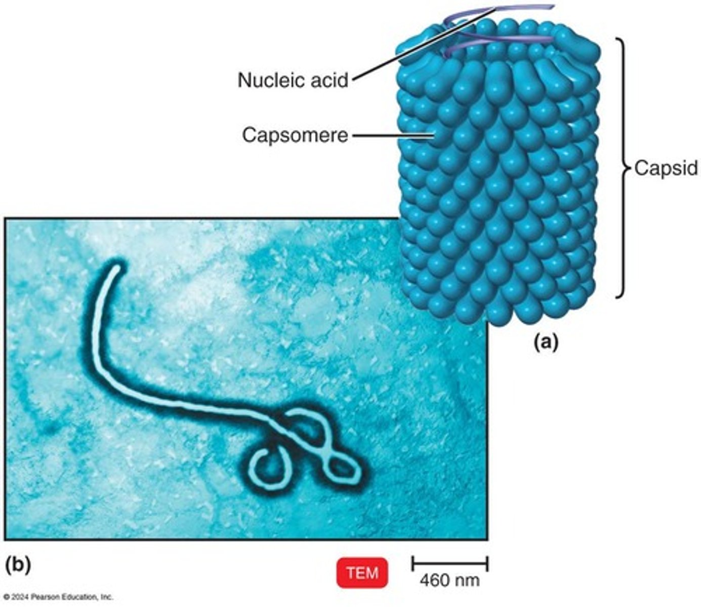 <p>Hollow, cylindrical capsid</p>