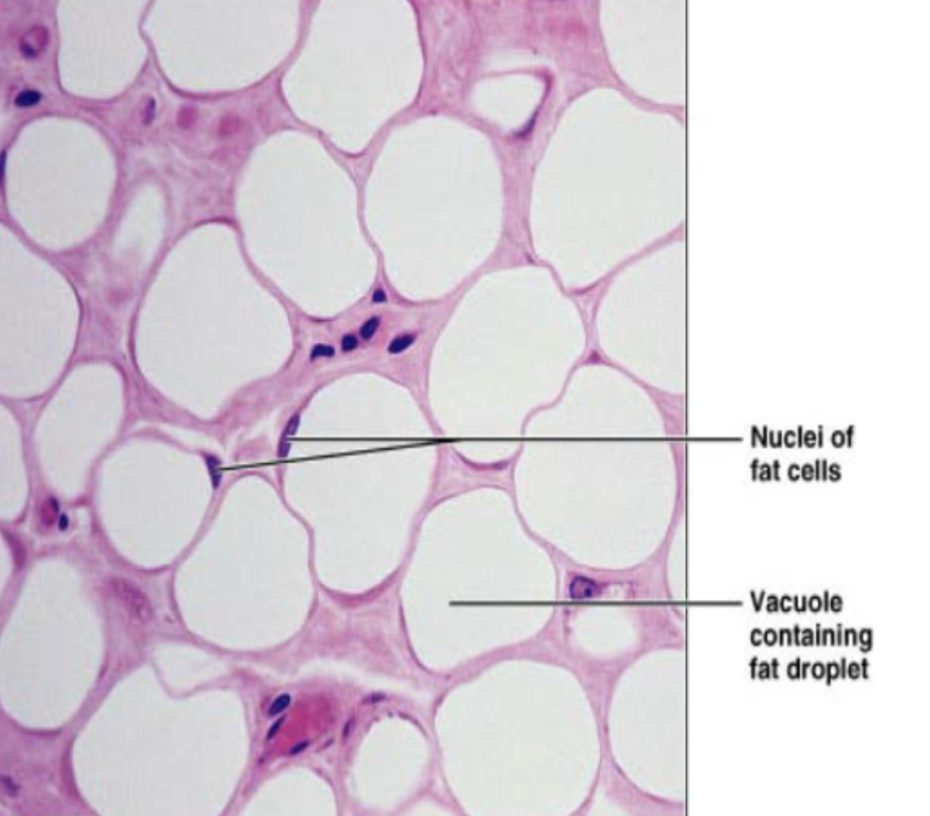 <p>mostly found in hypodermis (under skin), also around heart, lymph nodes, eyes, some muscles, abdomen, breasts</p>