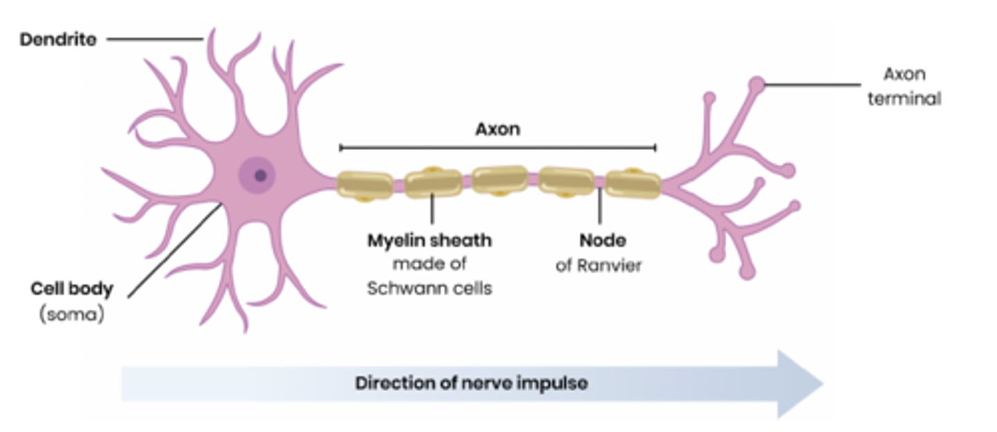 <p>long fibre that carries impulses away from the cell body of a neuron</p>