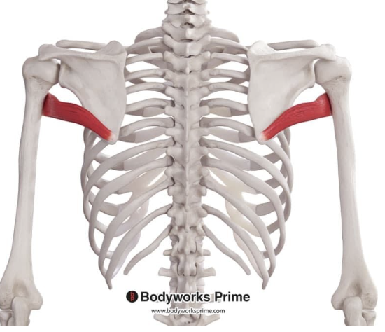 <p>*posterior</p>