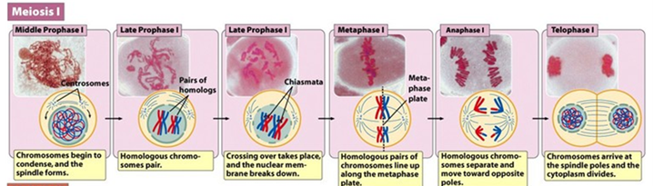 <p><span>Sister chromatids are separated into 4 new cells</span></p><p><span>Very similar to mitosis (separate dyad)</span></p>