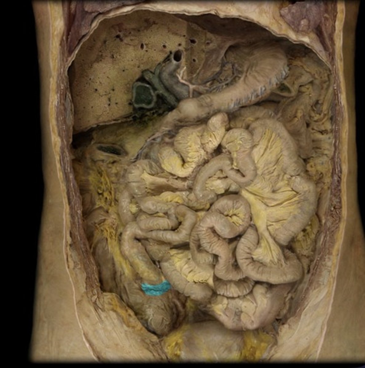 knowt flashcard image