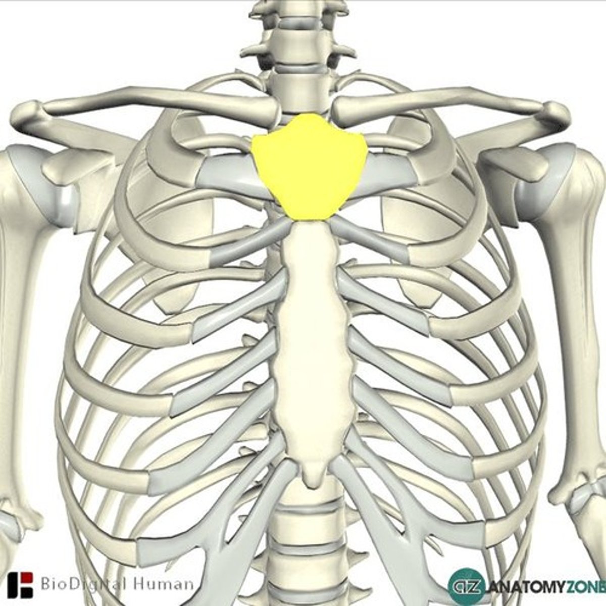 <p>Located at the top of the sternum, it has a depression called the suprasternal notch and articulates with the clavicle at the sternoclavicular joint and the sternum at the sternal angle. It also articulates with the 1st ribs on both sides. 3 fingers down from notch</p>