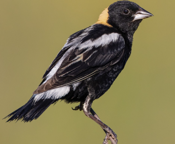 <p>What bird is this? </p>