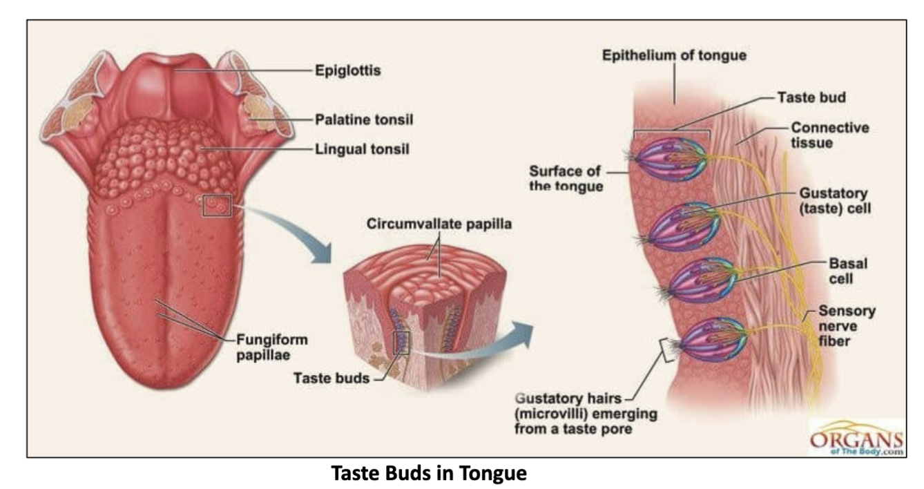 <p>specialized <span>gustatory </span>recpetors that <strong>respond to taste stimuli</strong>. </p>