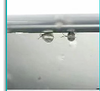 <p>What are hyponeustonic organisms?</p>