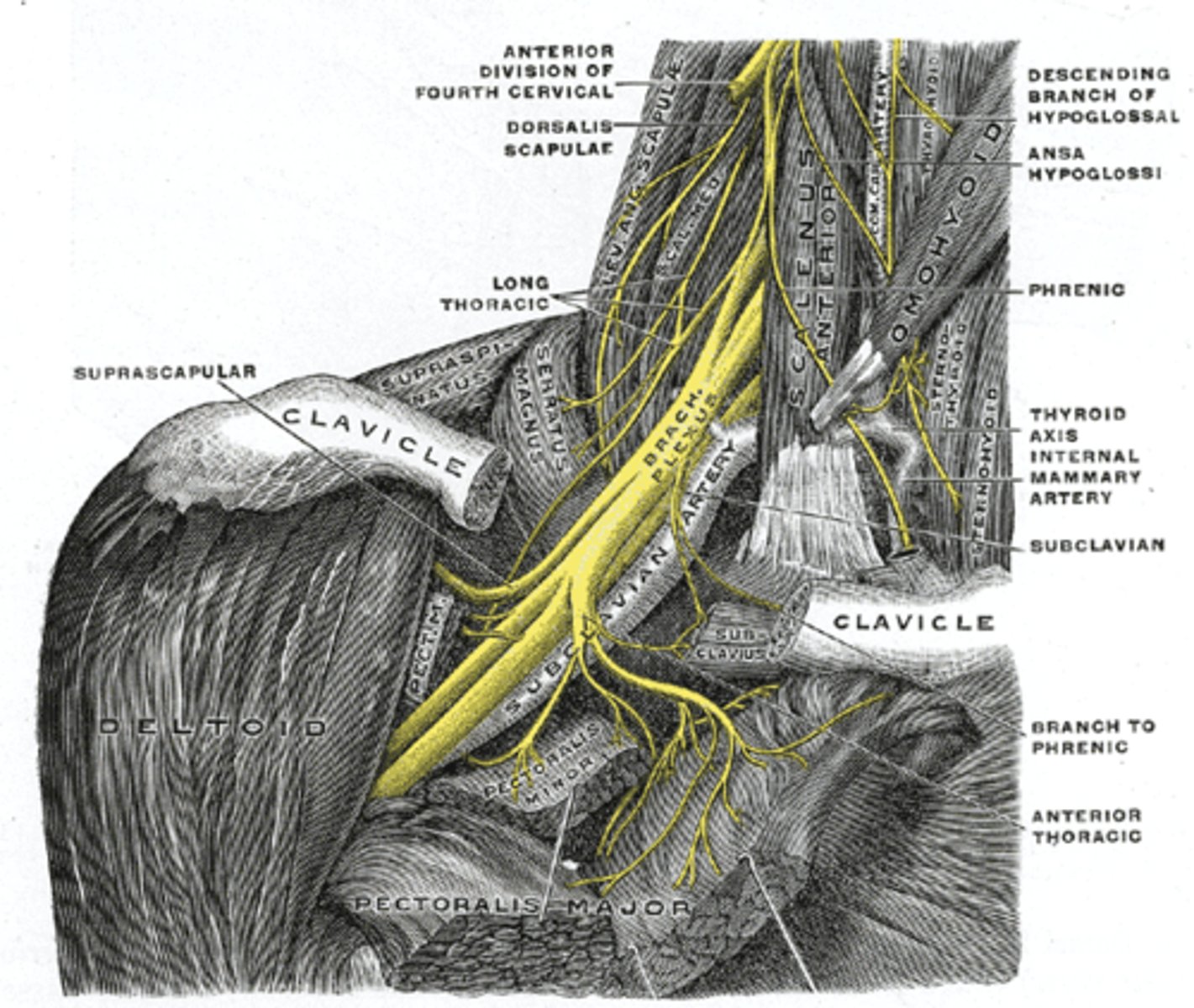 <p>subclavian nerve (C5-C6)</p>