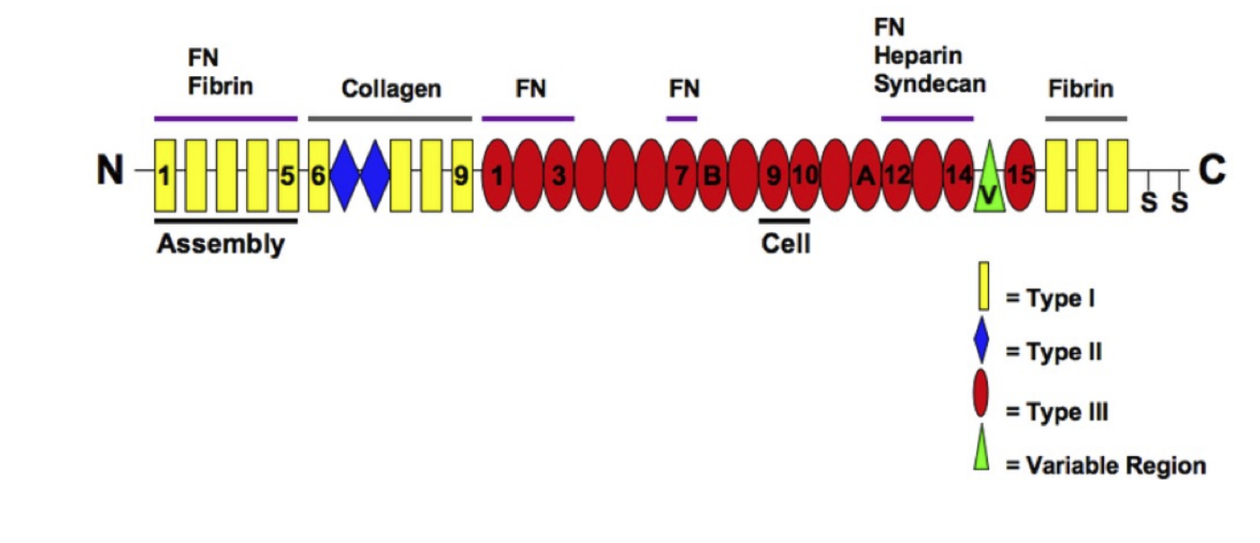 <p>3 domains in the protein</p><p>Domain 1: 12 types</p><p>Domain 2: 2 types</p><p>Domain 3: 15-17 types</p>