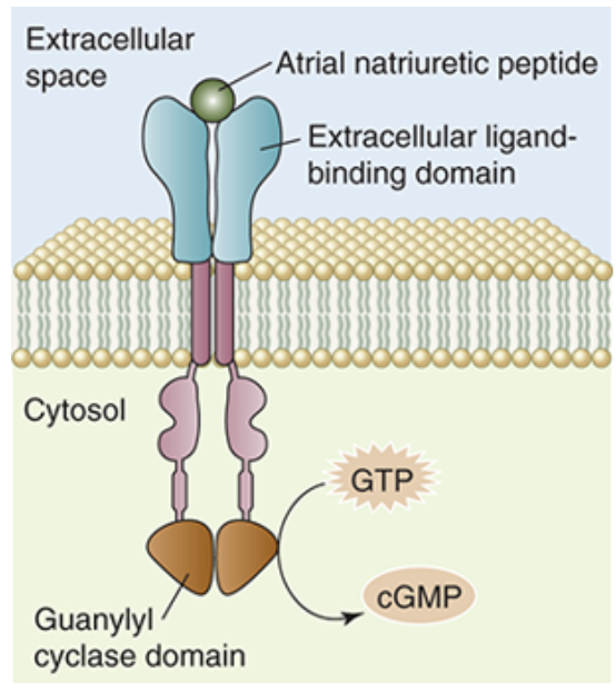<ul><li><p>a receptor that can be found both bound to the membrane and soluble within the cytosol</p></li></ul><p></p><p>Structure</p><ul><li><p>membrane bound guanlyate cyclase contains an externalized ligand binding domain, a transmembrane domain, and an internal catalytic domain</p></li><li><p>the soluble form of guanylate cyclase serves as a target for some membrane soluble ligands in addition to mediating some intracellular processes</p></li></ul><p></p><p>Function</p><ul><li><p>when the catalytic receptor is activated, the catalytic domain of membrane bound guanylate cyclase converts guanosine triphosphate (GTP) into cyclic guanosine monophosphate (cGMP)</p></li><li><p>cGMP then binds to other signalling proteins to initiate cellular processes</p></li><li><p>guanylate cyclases play an important role in vision as they help convert a light signal into an electrical signal in the eye</p></li></ul><p></p>