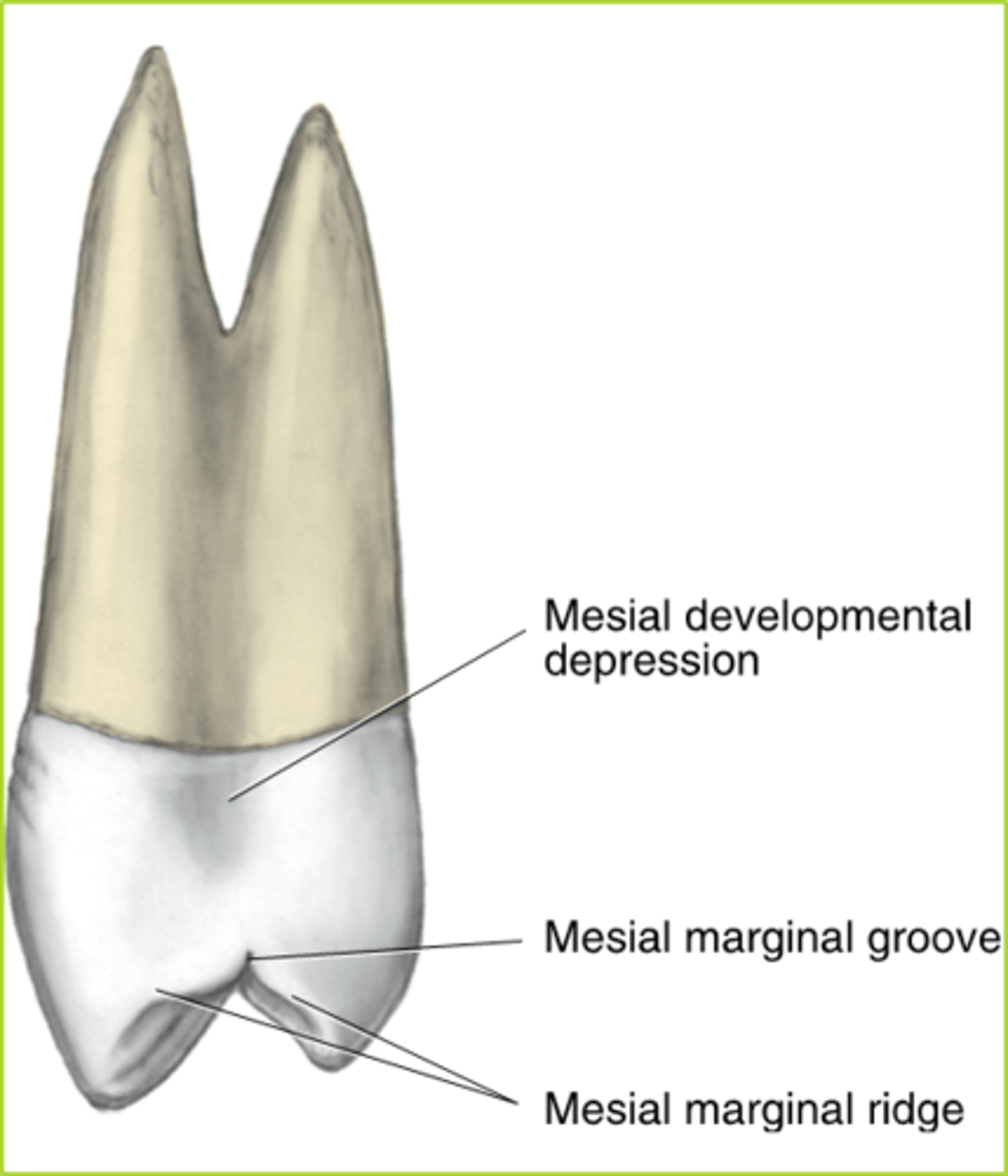 <p>mesial developmental depression</p>