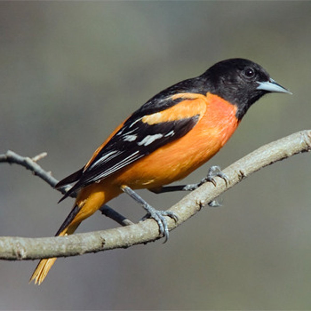 <p>Passeriformes Icteridae</p>